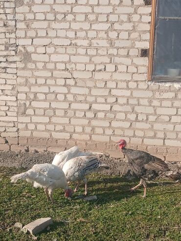 беде сатам: Продаю индюки, все самцы, 
оптом 
по одному