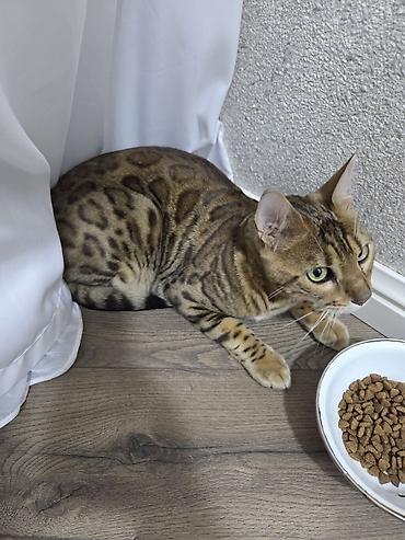 Pişiklər: Benqal, Dişi, Ünvandan götürmə — 6