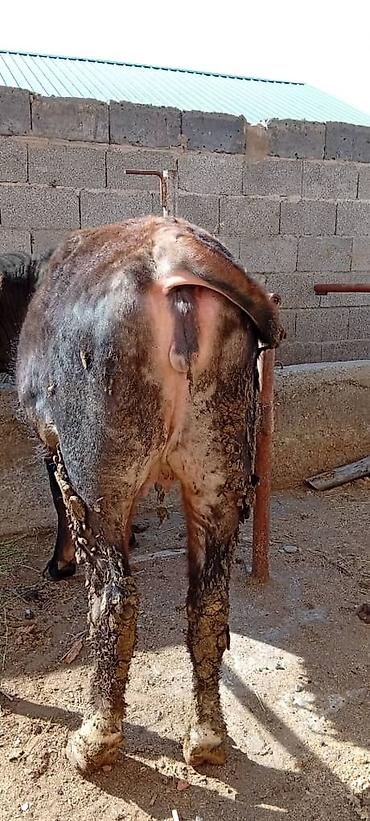 Коровы, быки: Продаю | Корова (самка) — 2