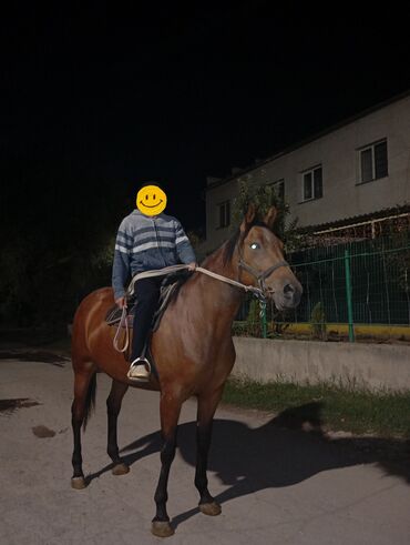 купить лошадь арабской породы: Продаю | Кобыла (самка) | Кара Жорго | Для разведения