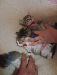 Pişiklər: Erkək, Dişi, Yaxşı əllərə — 12