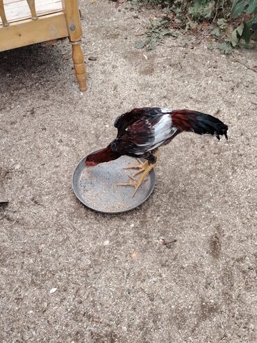 Digər quşlar: Sona qədər oxuyub sonra əlaqə saxlayın. 2 beçədi 2 fərə hərəsinin — 5