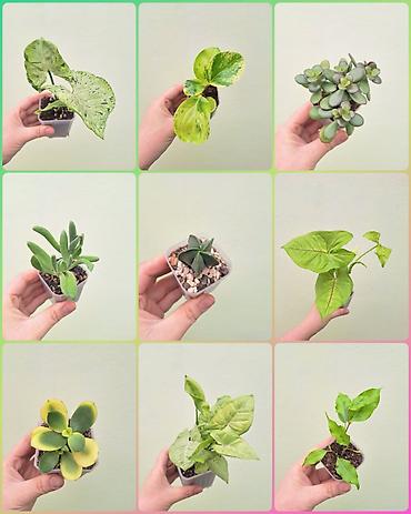 Другие комнатные растения: • Комнатные растения (укоренённые черенки/детки/молодые — 1