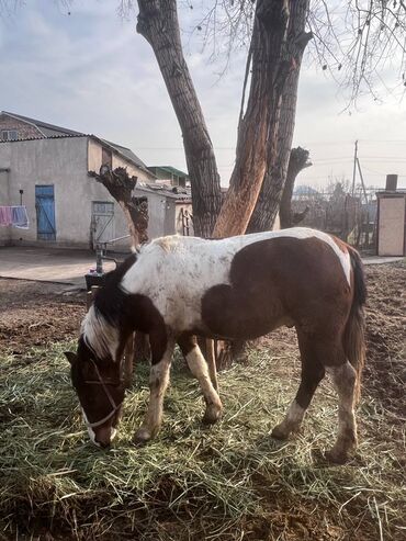 Лошади, кони: Продаю | Жеребенок | Рабочий — 7