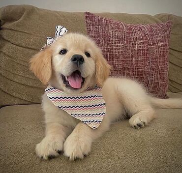 sirin itler: Labrador-retriver, 1 ay, Erkek, Pulsuz çatdırılma
