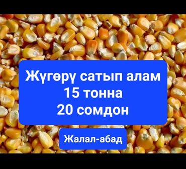 масло подсолнечное 5 литров цена бишкек глобус: Кукуруза Оптом