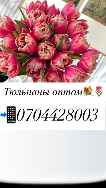 Цветы и букеты: Тюльпаны оптом. - Срезанные тюльпаны в упаковке, готовые к — 1