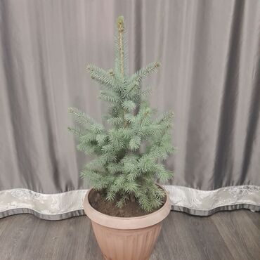 Декоративные деревья: Саженцы деревьев: Ели, Самовывоз, Платная доставка — 7