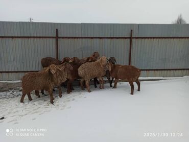 Бараны, овцы: Продаю | Овца (самка) | Арашан | Матка