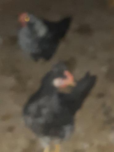 Cücələr: Toyuq cücələri, Ətlik — 3