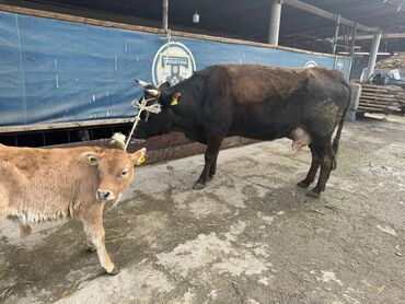 Коровы, быки: Продаю | Корова (самка) | Для разведения | После отела — 7