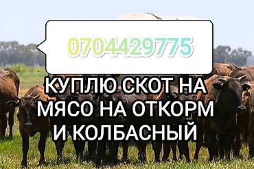 корм оптом: Колбасный цех, Частное лицо : Коровы, быки, Лошади, кони, | Круглосуточно, Любое состояние, Забитый — 1