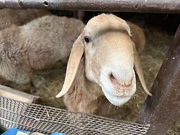 Баран, овца: Продаю | Баран (самец) | Для разведения | Осеменитель — 5