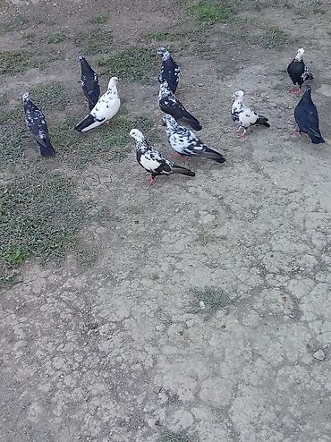 quşlar goyərcin: Qara ciler hamisi tərgizme quslardi hopdum satilir qiymet 120 — 2