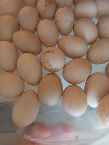 Qida məhsulları: Məhsul: Təbii ördək yumurtası Təsvir: - Ağ-krem rəngli, orta ölçülü — 1