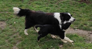 Psi: Border Koli (Collie) veoma iskusan i proveren Mužjak Za Parenje — 8