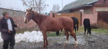 Лошади, кони: Продаю | Кобыла (самка) | Английская | Для разведения | Племенные — 2