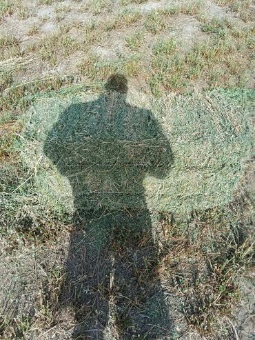 миска для животных: Сено в тюках - Тип: луговое сено, прессованные прямоугольные тюки. -