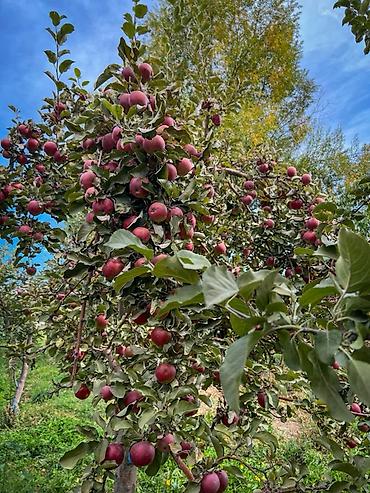 алмалар: 🍎 ЯБЛОКИ ИЗ ИССЫК-КУЛЯ — ПРЯМО К ВАШЕМУ ДОМУ! 🏡 Свежие, сочные яблоки — 2