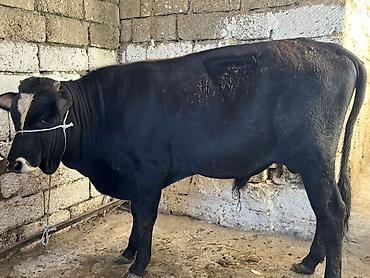 yerli qaz: Satılır: Qara-ağ rəngli inək - Məhsul növü: Mal-qara, inək - Rəng — 6
