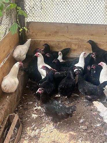 qala cinsi qoyun satilir: Salam tam saglam ag qara temiz cins 4 ay yarimliq avstralip colpalar — 9