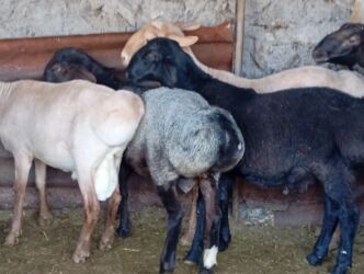 цены породистых собак: Продаю самцов производителей