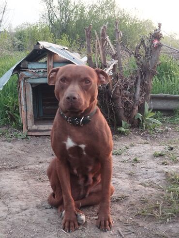 Собаки: Продаю питбуль 1,5года девочка кубинский 6000тыс прошу
