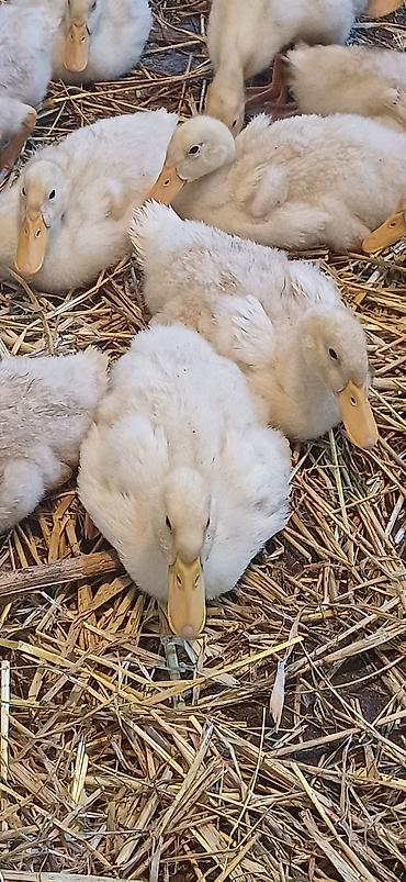 pekin ördeği: Salam tam arginal pekin ördeyleri 1 ay 5 günlük butun vitaminleri — 2