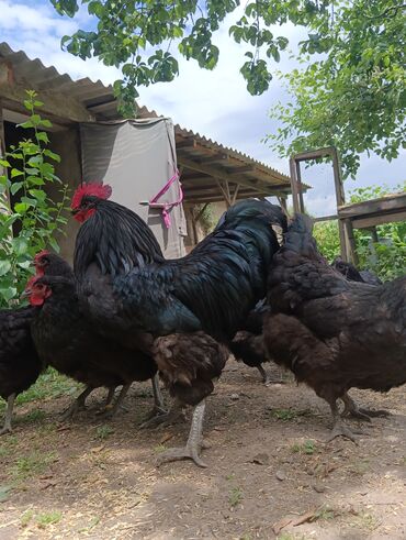 цыплята ломан браун: Сатам | Балапандар, Инкубацияланган жумурткалар | Көбөйтүү үчүн