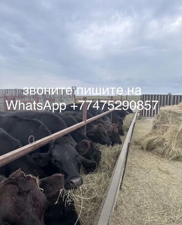 герефорд бык: Продаю | Бык (самец), Корова (самка) | Герефорд, Абердин-ангус, Ангус | Для молока