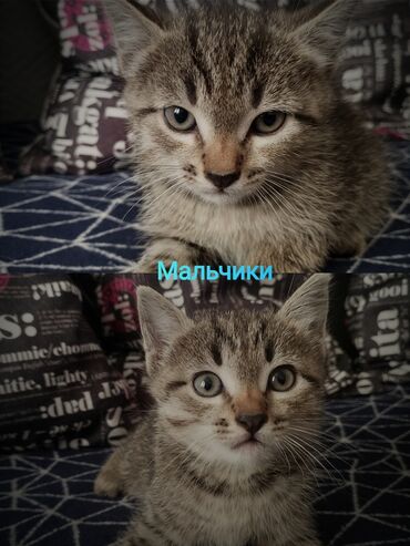объявления о найденных животных: Кошка даром: Беспородная, 2 месяца, Мальчик, Приучена к лотку
