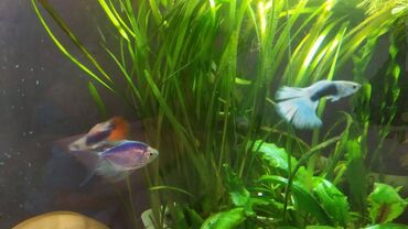 Balıqlar: Quppi, Sülhsevər — 8