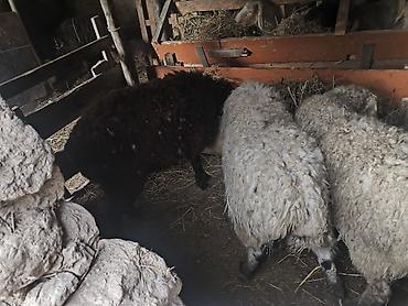 Баран, овца: Продаю | Овца (самка) | Полукровка | Для разведения | Матка — 2