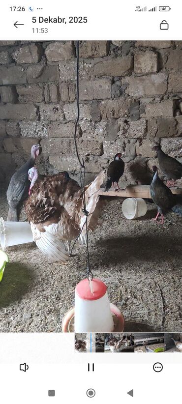 Hinduşka: Məhsul: Hinduşka (ev quşu) Təsvir: - Şəkillərdə boz/gümüşü rəngli və — 5