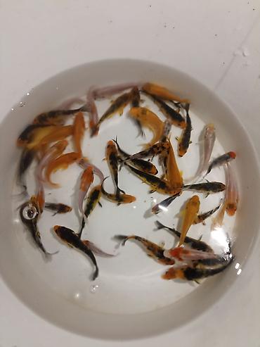 balığ yemi: Koi, Sülhsevər, Ödənişli çatdırılma — 7