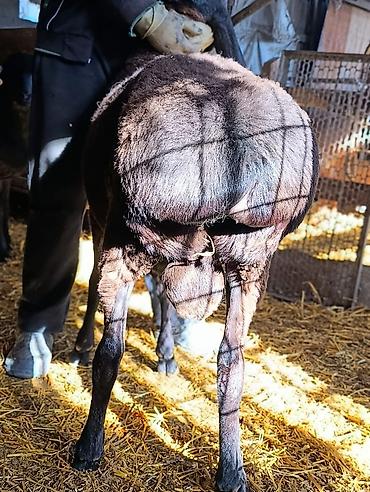 Баран, овца: Продаю | Баран (самец) | Для разведения | Племенные — 3