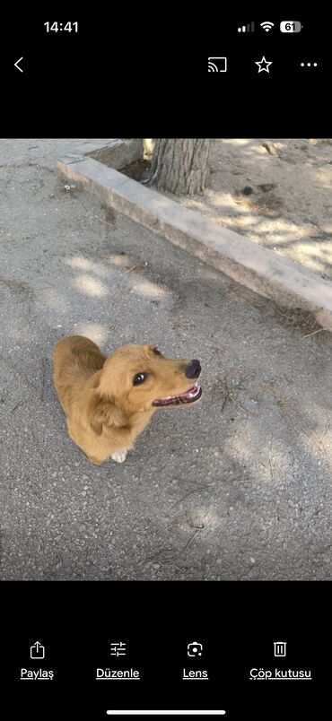 İtlər: Retriever, 1 il, Dişi, Peyvəndli, Ünvandan götürmə