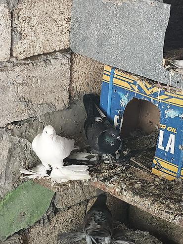 göyərcin: Iri lələkli hazır çüt — 3