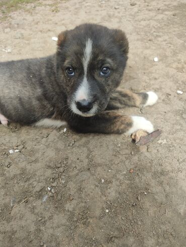 pitbul itleri: Alabay, 1 ay, Erkek, Sənədli, Ünvandan götürmə