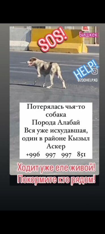 купить щенка добермана из питомника: Ит бекер берилет: Алабай, 6 айлык, Эркек