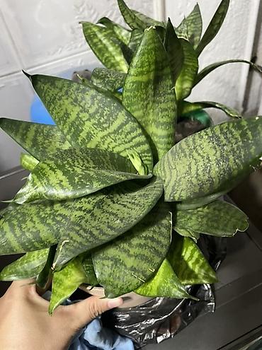 сансевиерию щучий хвост: Сансевиерия (Sansevieria), компактный розеточный сорт с широкими — 1