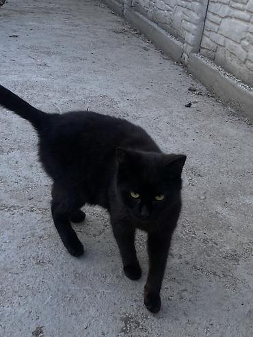 Продажа кошек: 6 месяцев, Мальчик, Черный — 5