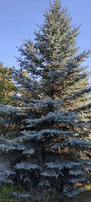 суу помпо: Ель голубая (Picea pungens ‘Glauca’) — зрелое декоративное дерево с — 2