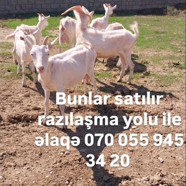 корм для собак: Bir neçə baş ağ rəngli keçi satılır. Keçilər normal bədən quruluşuna