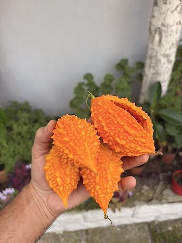 qrusa satisi: Acı xiyar (Momordika, “bitter melon”) – başqa cür Qüdrət narı meyvəsi — 1