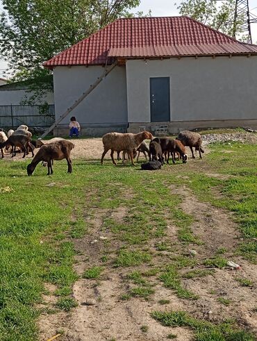 Бараны, овцы: Продаю | Овца (самка), Ягненок, Баран (самец) | Гиссарская, Полукровка, Меринос | На забой, Для разведения, Для шерсти | Племенные, Котные, Кастрированные — 11