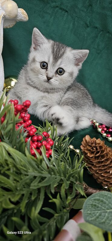 Pişiklər: Şotland, Ünvandan götürmə — 10