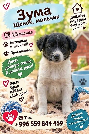 Үй жаныбарлары: 6 айлык, Ургаачы — 2