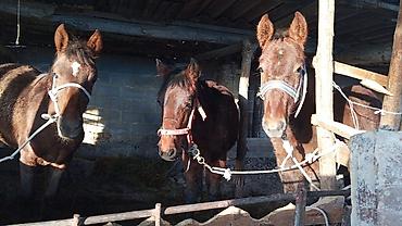 Лошади, кони: Продаю | Кобыла (самка) | На забой, Для разведения — 12