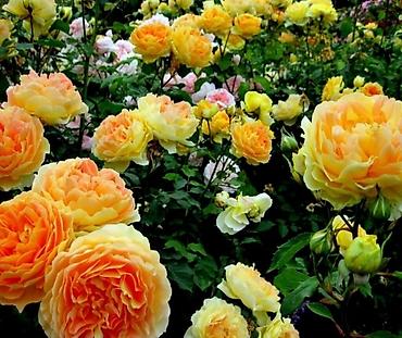 Другие садовые цветы и кустарники: Корни роз элитные сорта гарантия 100 % кустовые бардюрные спрей мини — 4